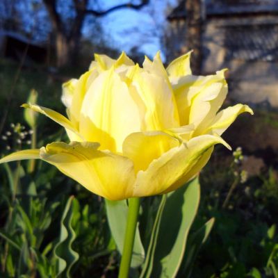 Тюльпан Монте Свит Тюльпан Монте Свит фото