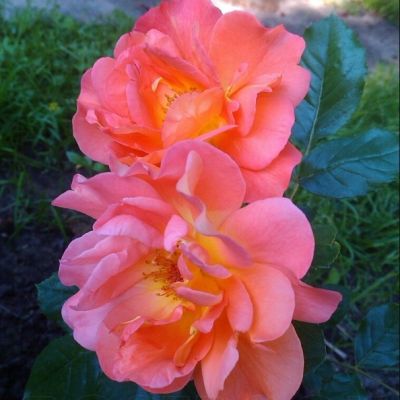 Роза Метанойя Роза Метанойя - Dolina-Sad.Ru