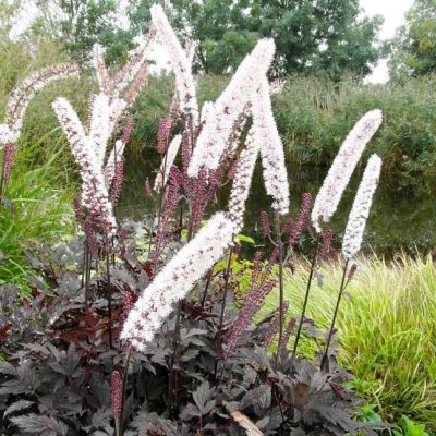 Цимицифуга Карбонелла , x Цимицифуга Карбонелла , x фото