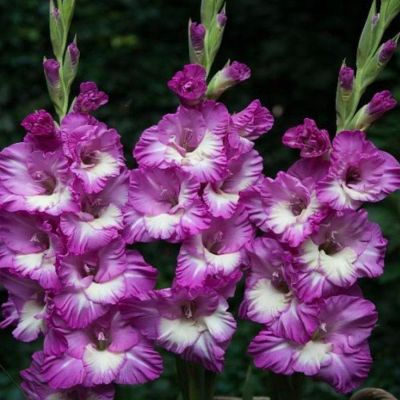 Гладиолус Валенсия Гладиолус Валенсия фото