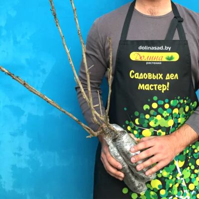 Смородина Смольяниновская Смородина Смольяниновская фото