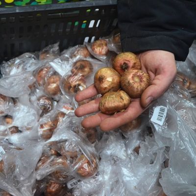 Гладиолус Мистик Грин Гладиолус Мистик Грин фото