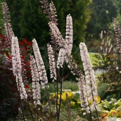 Цимицифуга Карбонелла , x Цимицифуга Карбонелла , x фото