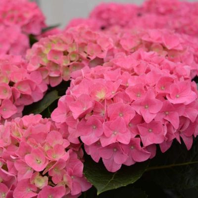 Гортензия крупнолистная Джип Пинк Гортензия крупнолистная Джип Пинк - Dolina-Sad.Ru