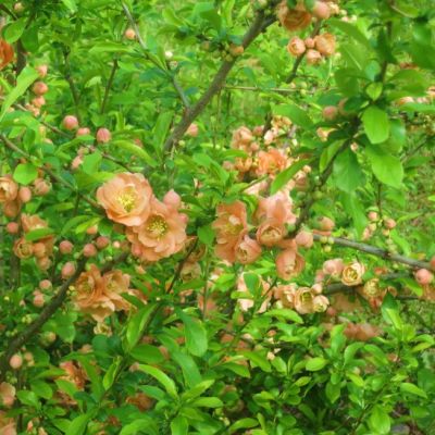 Айва средняя Салмон Горизон - Dolina-Sad.Ru