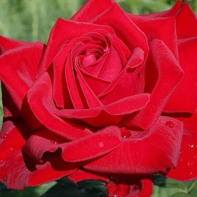 Роза Бургунд Роза Бургунд фото