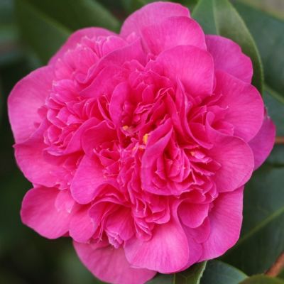 Камелия Дебби Камелия Дебби фото