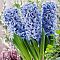 Гиацинт Блю Айз Гиацинт Блю Айз фото