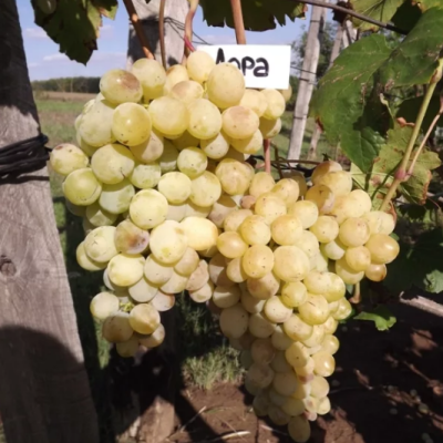 Виноград Лора фото