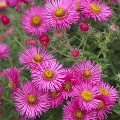 Астра альпийская Вергрейв Пинк - Dolina-Sad.Ru