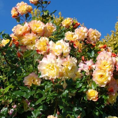 Роза Мунлайт Роза Мунлайт фото