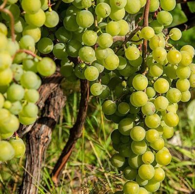 Виноград Супага Виноград Супага фото