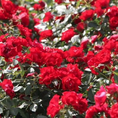 Роза Блек Форест Роуз Роза Блек Форест Роуз - Dolina-Sad.Ru