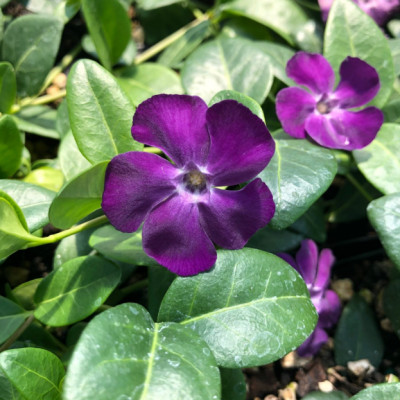 Барвинок малый Атропурпуреа Плена фото