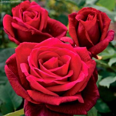 Роза Алматинка в горшке - Dolina-Sad.Ru