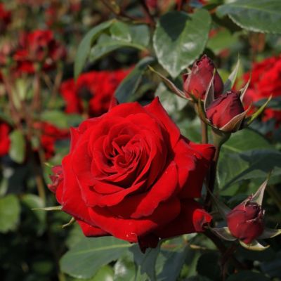 Роза Лавли Ред Роза Лавли Ред - Dolina-Sad.Ru