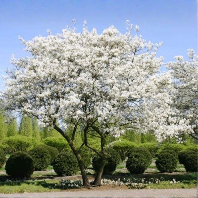 Ирга Ламарка, С3 - Dolina-Sad.Ru