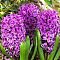 Гиацинт Перпл Сенсейшн Гиацинт Перпл Сенсейшн фото