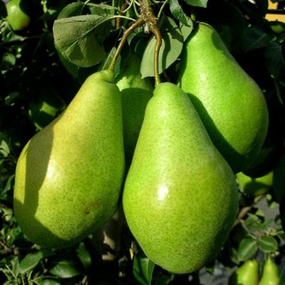 Груша Ноябрьская/Зимняя фото