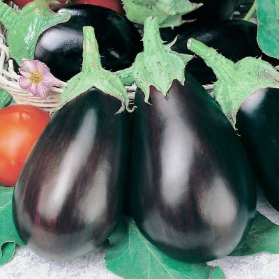 Баклажан Черный Красавец Баклажан Черный Красавец фото