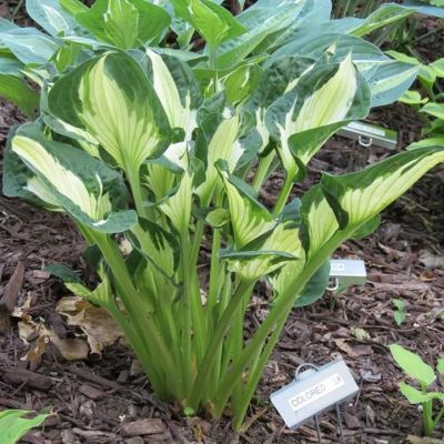 Хоста Колоред Халк , C2 Хоста Колоред Халк , C2 фото