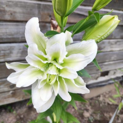 Лилия Роузлили Джоэлла Лилия Роузлили Джоэлла - Dolina-Sad.Ru