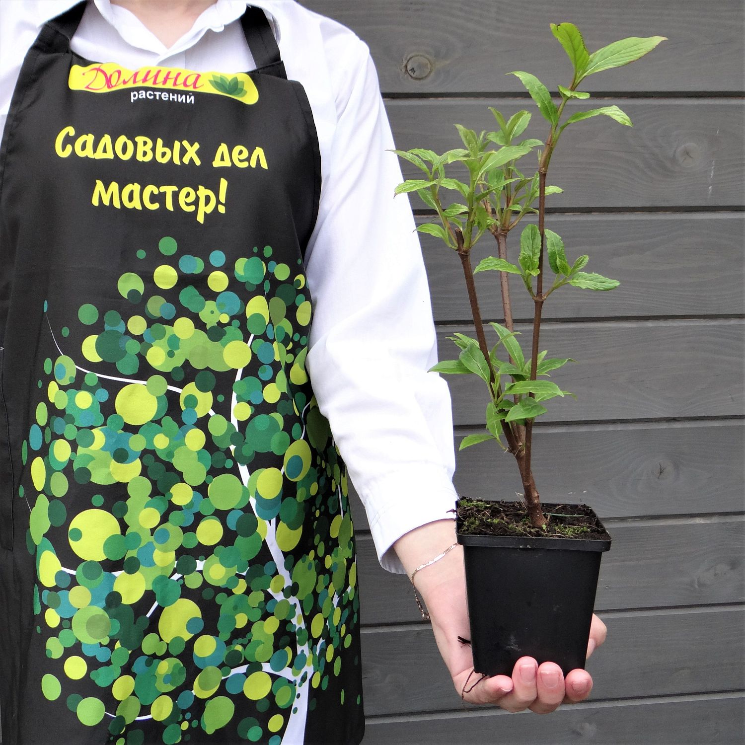 Калина Хиллери Уинтон Калина Хиллери Уинтон фото