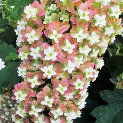 Гортензия дуболистная Сноусикл Гортензия дуболистная Сноусикл - Dolina-Sad.Ru