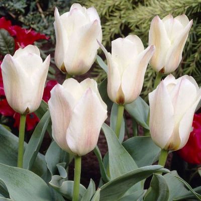 Тюльпан Альбион Стар Тюльпан Альбион Стар фото