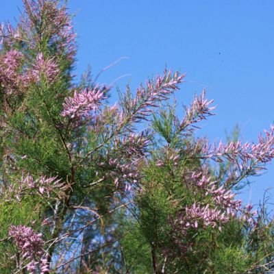 Гребенщик ветвистый, С3 - Dolina-Sad.Ru