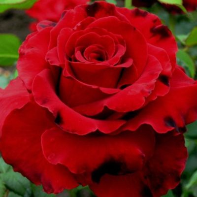 Роза Лавли Ред Роза Лавли Ред - Dolina-Sad.Ru