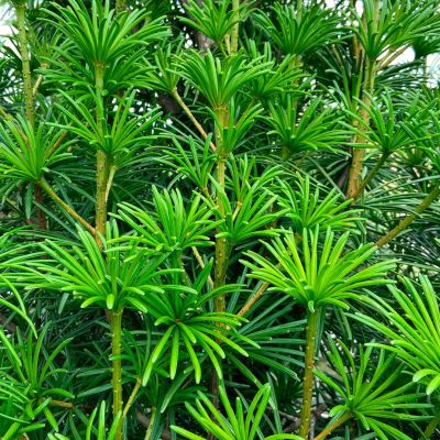 Сциадопитис мутовчатый Сциадопитис мутовчатый - Dolina-Sad.Ru