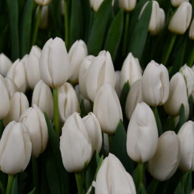 Тюльпан Сноуборд - Dolina-Sad.Ru