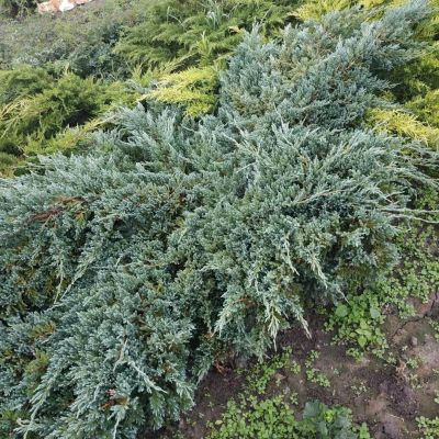 Можжевельник чешуйчатый Блю Карпет Можжевельник чешуйчатый Блю Карпет фото