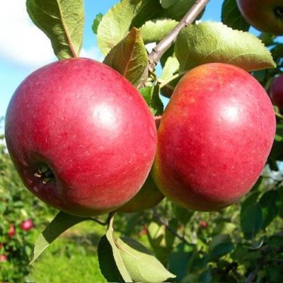 Яблоня Белорусское Сладкое/Зимняя фото