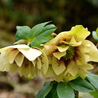 Морозник Дабл Элен Еллоу Споттид - Dolina-Sad.Ru