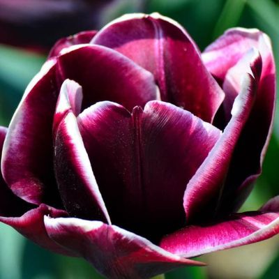 Тюльпан Александр Пушкин Тюльпан Александр Пушкин фото