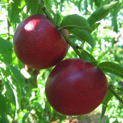 Нектарин Созвездие Нектарин Созвездие фото