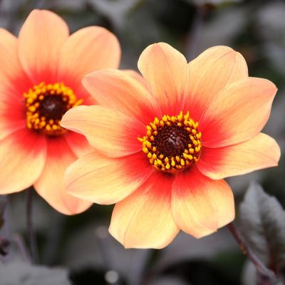 Георгина Фёрст Лав Георгина Фёрст Лав - Dolina-Sad.Ru