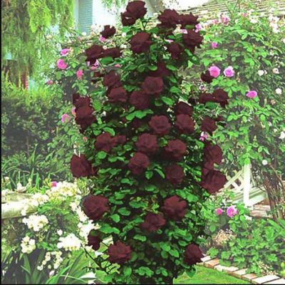 Роза Черная королева Роза Черная королева - Dolina-Sad.Ru