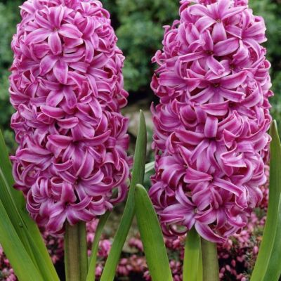 Гиацинт Виолет Перл Гиацинт Виолет Перл фото