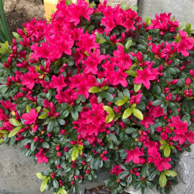 Рододендрон Казуко фото