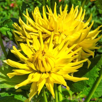 Георгина Еллоу Стар - Dolina-Sad.Ru