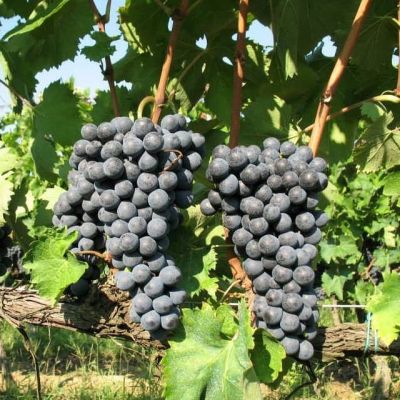 Виноград Рондо Виноград Рондо фото