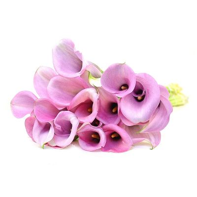 Калла Каптейн Виолетта - Dolina-Sad.Ru