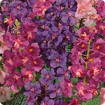 Коровяк ЦАРСКИЙ СКИПЕТР фото