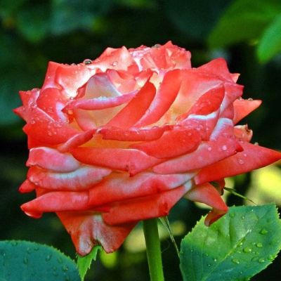 Роза Кайзер Роза Кайзер - Dolina-Sad.Ru