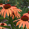 Эхинацея пурпурная Блейз Оранж Сансет Эхинацея пурпурная Блейз Оранж Сансет фото