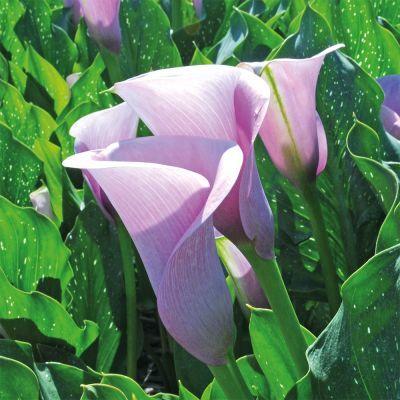 Калла Каптейн Виолетта - Dolina-Sad.Ru