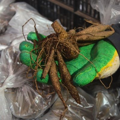 Георгина Томас Эдисон Георгина Томас Эдисон фото